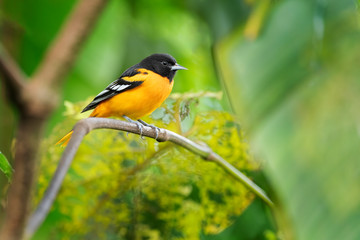 Male of Baltimore Oriole (Icterus galbula) is migrant bird of Costa Rica. Very nice Yellow/black bird in green forest.