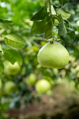 The grapefruit in the orchard hangs on the tree