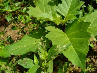 Datura metel L. (Datura metel var. Fastuosa (L.) Saff.) Flowers. thorn apple