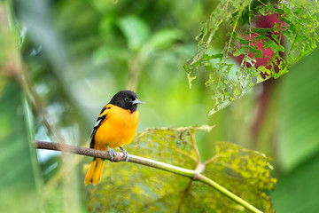 Male of Baltimore Oriole (Icterus galbula) is migrant bird of Costa Rica. Very nice Yellow/black bird in green forest.