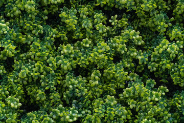 Beautiful vertical garden on the wall of the building for interior and exterior design and background
