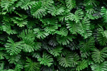 Beautiful vertical garden on the wall of the building for interior and exterior design and background