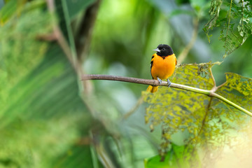 Male of Baltimore Oriole (Icterus galbula) is migrant bird of Costa Rica. Very nice Yellow/black bird in green forest.