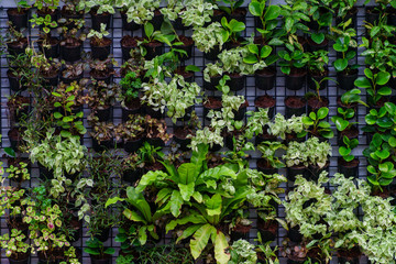 Beautiful vertical garden on the wall of the building for interior and exterior design and background
