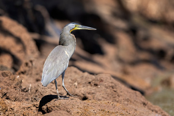 Bare-throated Tiger Heron (Tigrisoma mexicanum) standing on brown muddy bank close to the river Grande de Tárcoles in Costa Rica.