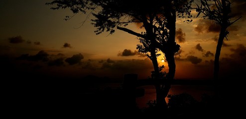 silhouette of a tree at sunset