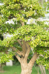 Boxwood bonsai in the basin garden of Nantong, China