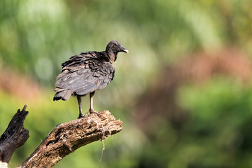 Black vulture (Coragyps atratus) stand on the branch and looks for the food. Black Vulture with green background.