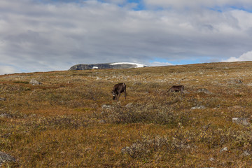 Obraz premium Walking along the Padjelanta in the Sarek National Park in northern Sweden. selective focus