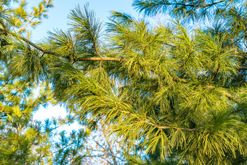 Pine branches in the spring against the sky close-up in the Park.