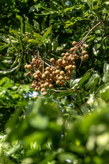 The harvest longan hangs on the tree