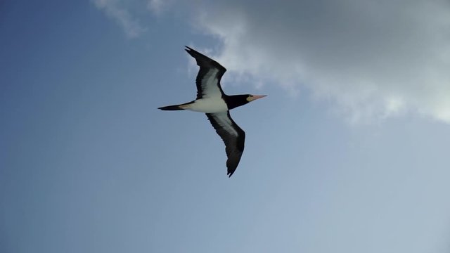 A large bird Sulidae flies over the sea against a beautiful sky in search of fish