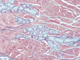 Histology of human tissue, show  epithelial tissue and connective tissue with microscope view  from laboratory (not Illustration Designation)