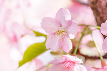 Fototapeta na wymiar 満開の桜の花