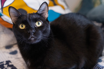 Beautiful black cat with yellow eyes. © Natalia