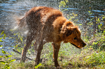 Nasser Hund steht an Flußufer und schüttelt sich, Wet dog shakes off water, Wet dog shaking off water, Wet dog shakes water off, Nasser Hund schüttelt Wasser ab nach Schwimmen