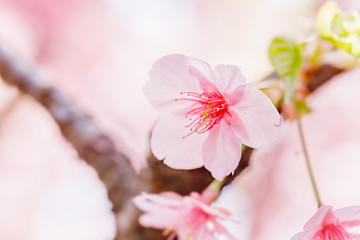 Obraz na płótnie Canvas 満開の桜の花
