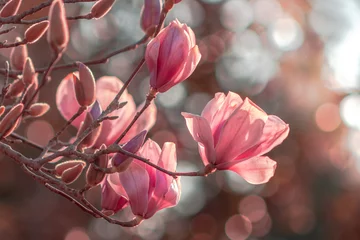 Gordijnen magnolia tree in blossom © Omer