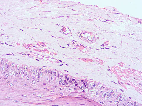 picture of histology human tissue with microscope from laboratory (not Illustration Designation)