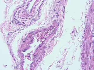 Fototapeta premium picture of histology human tissue with microscope from laboratory (not Illustration Designation)