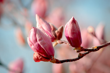 pink flowers of magnolia