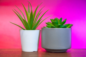 Fresh green plants on colorful pink background