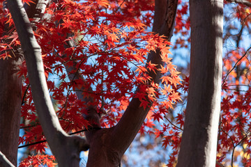 autumn leaves on tree. maple.