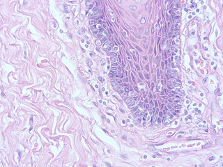 picture of histology human tissue with microscope from laboratory (not Illustration Designation)