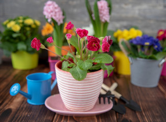 Bright primroses in colorful flower pots and garden tools against a gray wall. Spring flower background, copy space for text.
