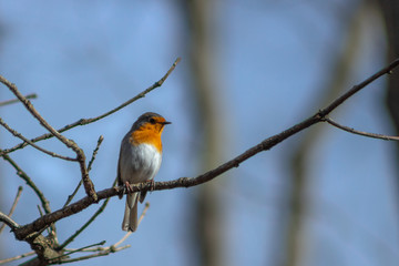 bird on branch