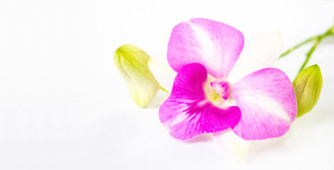 Fototapeta na wymiar Purple Phalaenopsis orchid flowers on white background.