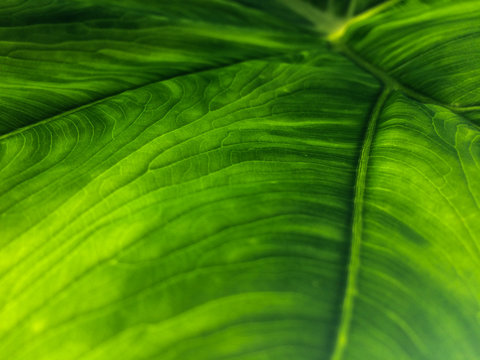 Gr&uuml;nes Blatt | Green Leaf | Close Up | Blattadern | Leaf Veins