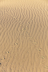 Traces of snake in the sand. Sand Texture. Background from brown sand. selective focus