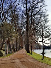 trees in the park