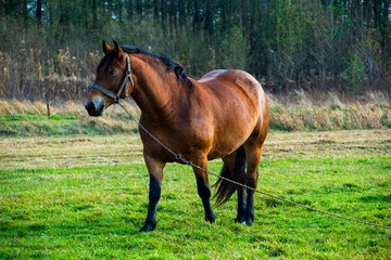 The brown horse grazing on the field on the cloudy day
