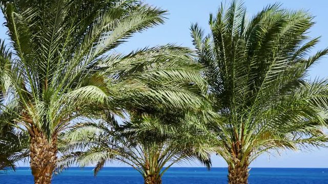 Tropical Resort Palm Trees Background on the Sea Coast. Wind Sways the Leaves