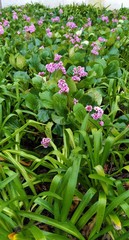 flowers in the garden predicting the beginning of spring