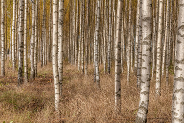 Birch trees on a bright sunny day. Abstract photo. Colorful textured background. long shutter speed, selective focus
