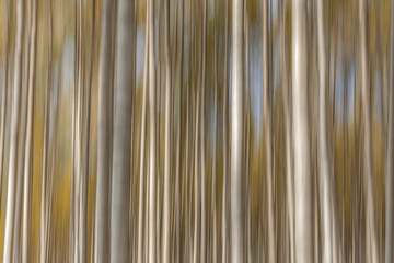 Obraz premium Birch trees on a bright sunny day. Abstract photo. Colorful textured background. long shutter speed, selective focus
