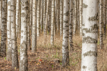 Birch trees with fresh green leaves in autumn. Sweden, selective focus