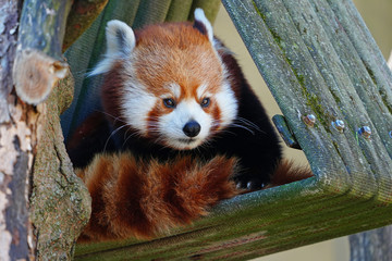 View of a red panda (ailurus)
