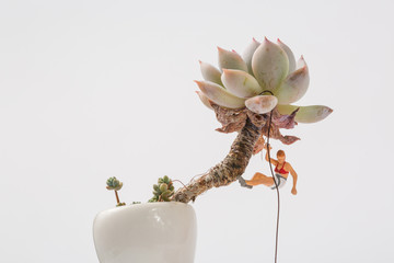 Villain climbing on a succulent