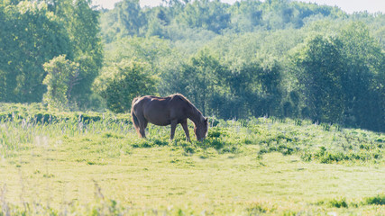 Horse grazing in the meadow in the sunset light