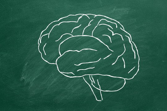 Brain drawing with chalk on green board