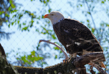 American black and white bald eagle