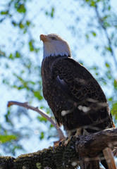 American black and white bald eagle