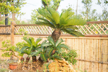 Fototapeta premium Potted plants in the potted garden of Nantong, China