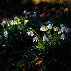 Backlit snowdrops with dew refracting the low winter sun
