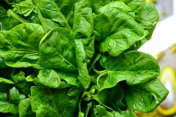 Spinach. Vitamins Raw food diet. Vegetarianism and veganism, healthy food, ingredient. Spinach background, close-up.