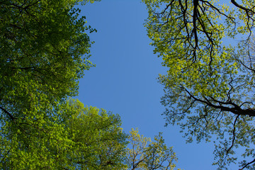 green crowns of trees in the forest against a blue cloudless sky